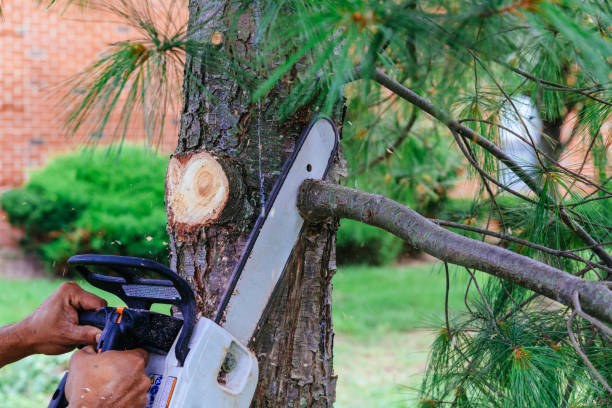 How Our Tree Care Process Works  in  Campo, CA